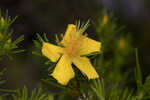 Apalachicola St. Johnswort